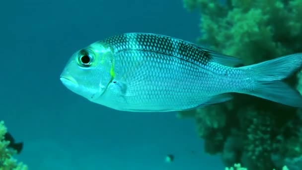 Genç Büyük Göz Balığı Monotaxis Grandoculis Sütunu Mercan Resifinin Arka — Stok video