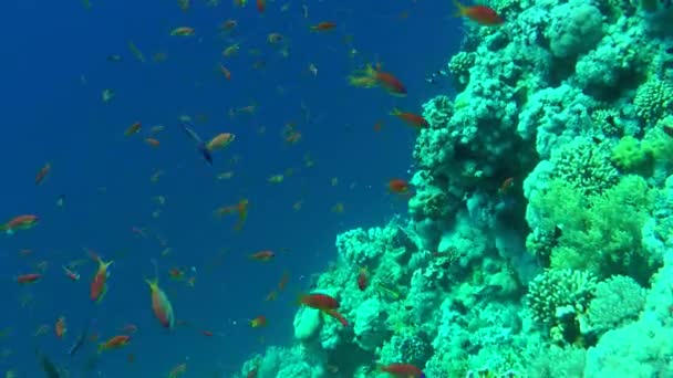 Kamera Mercan Resif Duvarının Yakınındaki Suyun Mavi Zeminine Doğru Yavaşça — Stok video
