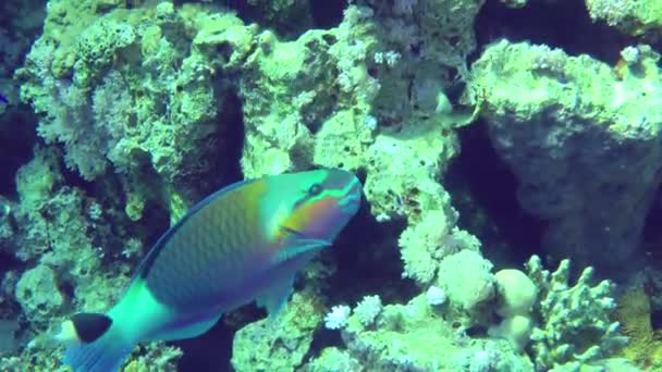 Яркий Самец Большеклювый Попугай Chlorurus Gibbus Кусает Твердые Кораллы Мощными — стоковое видео