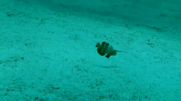 Unga Pearly Razorfish Xyrichtys Novacula Ses Mycket Sällan Dykare — Stockvideo