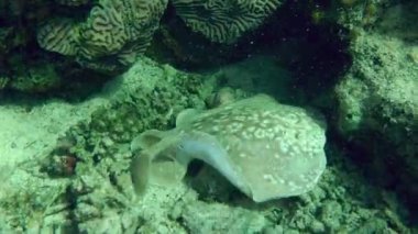 Panter Elektrikli Işın ya da Leopar torpidosu (Torpido Panthera) mercanlarla kaplı dipte yavaşça yüzer ve çerçeveyi terk eder..