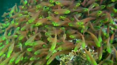 Pigme süpürücüsünün (Parapriacanthus ransonneti) büyük kümelerindeki balıklar su akıntısı gibi sürekli hareket halindedir..