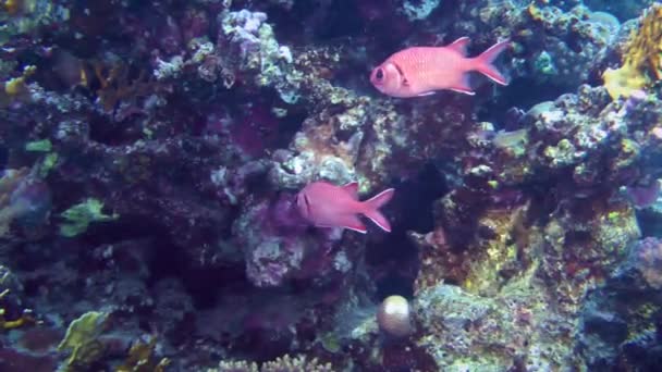 Bir Çift Kozalak Asker Balığı Myripristis Murdjan Mercan Resifinin Bir — Stok video