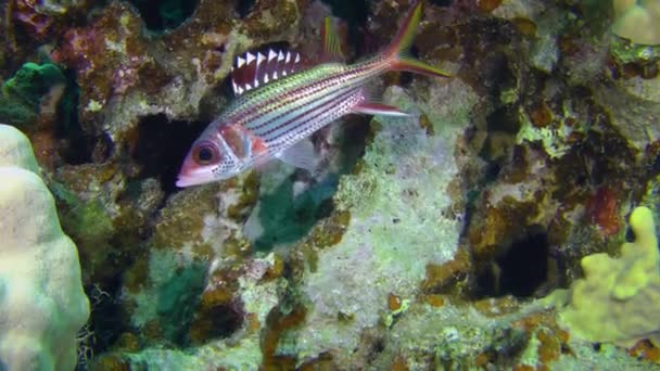 Los Peces Ardilla Armados Neoniphon Sammara Esconden Una Cueva Coral — Vídeos de Stock