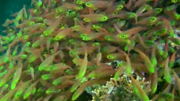 Fische Riesigen Ansammlungen Von Pigmy Sweeper Parapriacanthus Ransonneti Sind Wie — Stockvideo