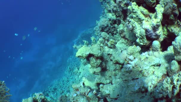 Смугастий Хірург Ctenochaetus Striatus Пара Риб Плаває Коралової Лунки Одночасно — стокове відео