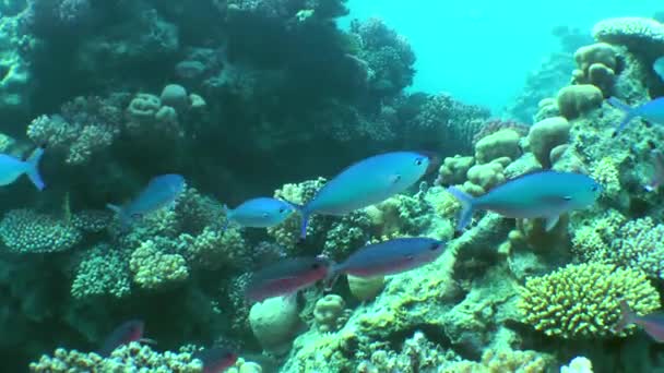 青と紫のスエズ フュージリア Caesio Suevica の群れがゆっくりとサンゴ礁に向かって泳ぐ — ストック動画