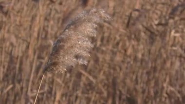 Olgun kamış tohumları (Phragmites australis) ile sazlığın arka planına karşı bir yarış.