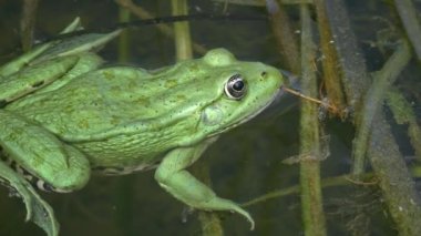 İnanılmaz bir metalik yeşil yenilebilir kurbağa (Pelophylax esculentus) yüzen su bitkilerinde sallanır, gözlerini kırpar, yakın plan.