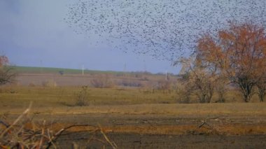 Büyük sığırcık sürüleri (Sturnus vulgaris) gökyüzünü ve yeri karartabilir..