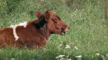 Çayırdaki genç bir inek uzanmış yemek yiyor, yakından..