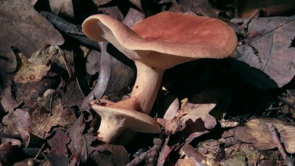 Ruföse Milchkappe Lactarius Rufus Zwischen Abgefallenen Blättern — Stockvideo