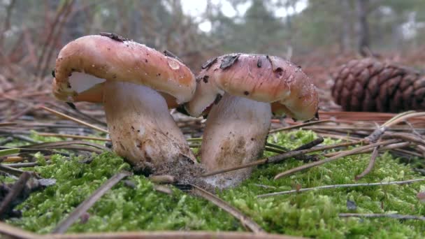 Dos Hongos Fusionados Rojizos Tricholoma Sobre Musgo Verde Entre Agujas — Vídeo de stock