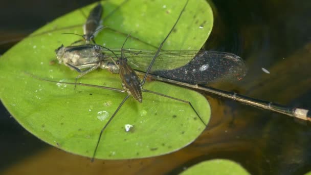 Due Pattinatori Comuni Gerris Lacustris Stanno Mangiando Una Libellula Una — Video Stock