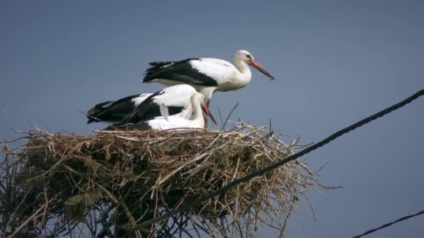 白鹤或欧洲白鹤 Ciconia Ciconia 含多种鸟类 — 图库视频影像