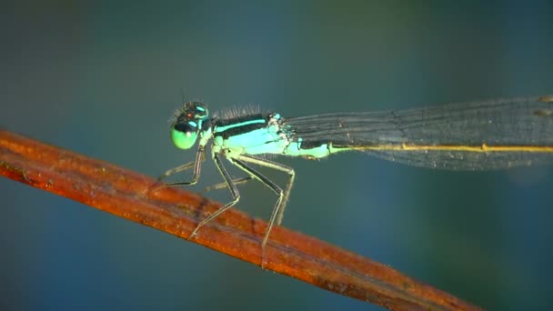 Gemeine Blaue Libelle Enallagma Cyathigerum Ruht Auf Einem Blatt Einer — Stockvideo