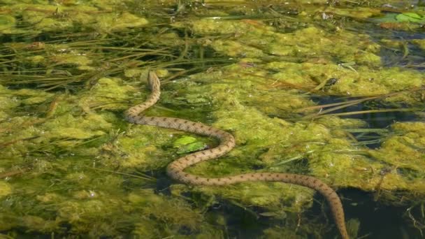 Dice Snake Natrix Tessellata Descansa Sobre Plantas Acuáticas Flotantes Luego — Vídeo de stock
