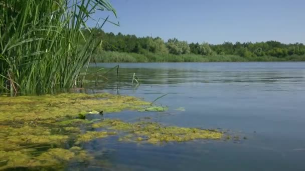 Bred Bild Tärningsormen Natrix Tessellata Livsmiljö Flodbankslandskap — Stockvideo