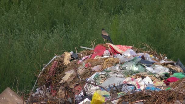 Müllhalde Stadt Deponie Deponie Eine Krähe Hebt Von Einem Müllhaufen — Stockvideo