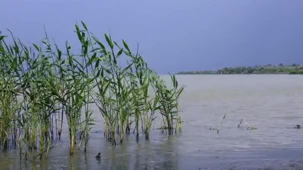 Δέλτα Του Δούναβη Κοινά Φυτά Καλαμιών Phragmites Australis Στις Ακτές — Αρχείο Βίντεο