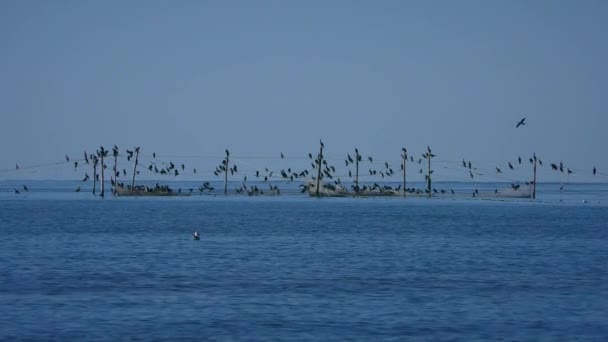 多数の水鳥が集まる定置網 — ストック動画