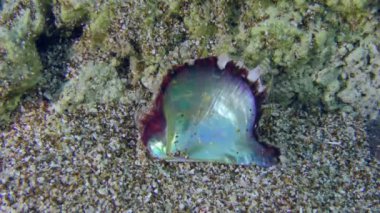Sığ Akdeniz sularında çift valflı Ray Pearl Oyster ya da Atlantic Pearl-istiridye ya da Gulf inci istiridyesi (Pinctada imbricata) türleri. Yunanistan.