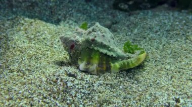 Gastropod Murex Trunculus veya Duplex murex (Hexaplex trunculus) bir kabuğu kumlu bir tabana çevirir.