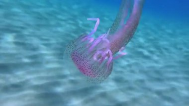Mor çizgili jöle veya leylak iğnesi (Pelagia noctiluca), insanlar için zehirlidir ve su kolunda yüzer. Akdeniz 'de. Yunanistan.