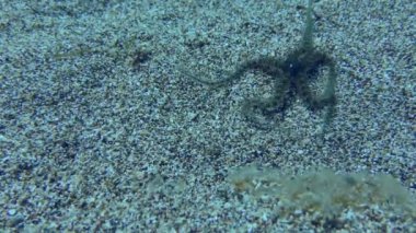 Genel kırılgan yıldız (Ophiothrix fragilis) sığ sularda, yakın planda kumlu tabanda boyunca sürünür.