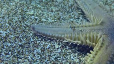 Sand Starfish or Slender sea star (Astropecten spinulosus) crawling on a sandy bottom, close-up.