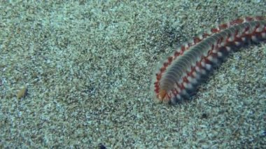 Sakallı alev solucanı (Hermodice carunculata), çapraz çekim yönünde yavaşça kareye doğru sürünür..