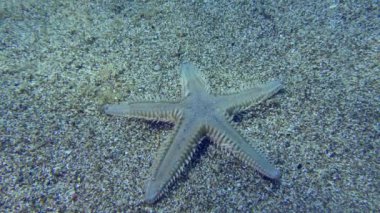 Jonston 'un deniz yıldızı (Astropecten jonstoni) kendisini kumlu dibe gömer..