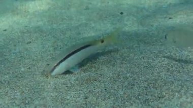 Forsskal 'ın keçi balığı (Parupeneus forskali) toprağı kazarken, ortak iki şeritli deniz kabuğu (Diplodus vulgaris) keçi balığının yemeyeceği yiyecekleri toplar ve onlara bakacakları umut verici noktalar gösterir..