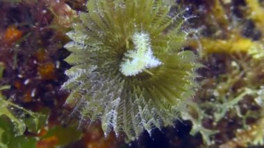 Deniz akıntısı, Tavuskuşu solucanı veya Tavuskuşu tüyü solucanı (Sabella pavonina) dokunaçlarının tacını yıkar ve ona yiyecek getirir - küçük planktonik organizmalar.