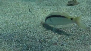 Kırmızı çizgili keçi balığı (Parupeneus forsskali) toprağı kazarken, yaygın iki bantlı deniz kabuğu (Diplodus vulgaris) keçi balığının yemeyeceği yiyecekleri toplar ve onlara bakacakları umut verici noktalar gösterir..