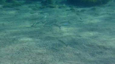 Altın gri kefal ya da altın kefal (Liza aurata) sürüsü, tortu açısından zengin olan kıyılarda beslenir. Akdeniz.