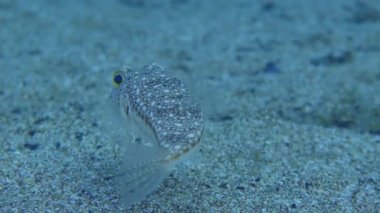 Sarı benekli kirpi balığı (Torquigener flavimaculosus) kumlu tabanda üzerinde asılı duruyor ve farklı yönlere bakıyor, yakın plan. Akdeniz.