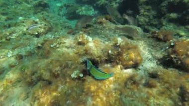 Afrika gökkuşağı lapası veya Akdeniz yağmur balığı (Coris julis) ve çok sayıda Akdeniz papağanı (Sparisoma cretense), alglerle kaplanmış bir deniz yatağında ölü bir deniz kestanesi yerler. Akdeniz.