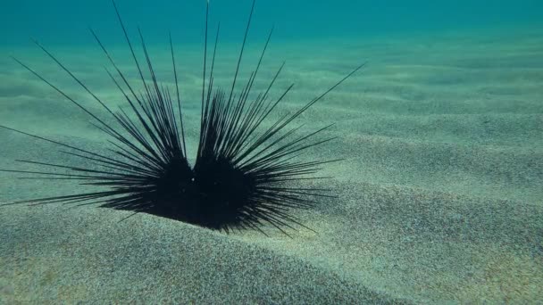黒い長いウニや長い棘のあるウニ Diadema Setosum ゆっくりと砂浜の海底に針を移動させます 地中海 — ストック動画