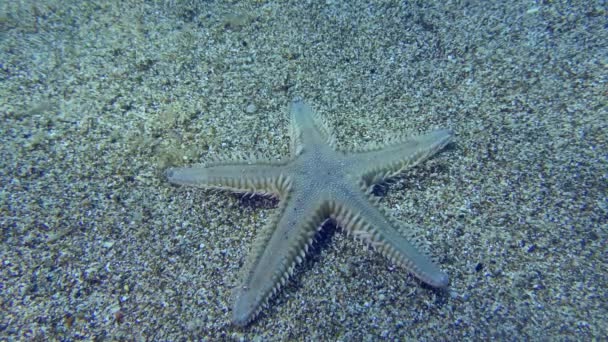 琼斯顿的海星或沙星 Astropecten Jonstoni 把自己埋在沙底 — 图库视频影像