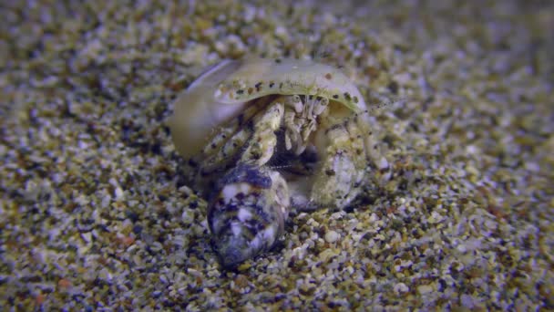 Mały Krab Pustelnik Lub Krab Pustelnik Diogenes Pugilator Samica Którą — Wideo stockowe