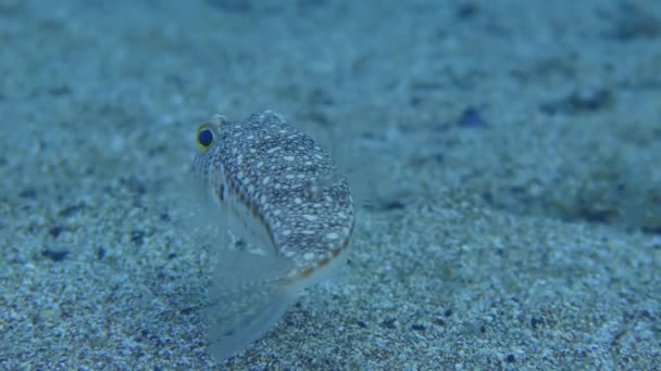 Puffer Amarelo Pufferfish Studded Torquigener Flavimaculosus Paira Sobre Fundo Arenoso — Vídeo de Stock