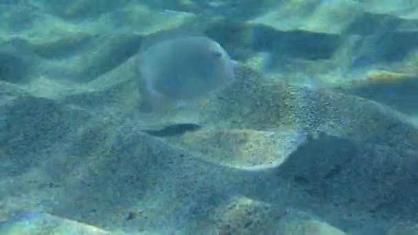 Vida Submarina Platija Ojos Anchos Bothus Podas Sigue Pearly Razorfish — Vídeos de Stock