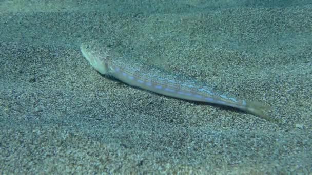 Atlantic Lizardfish Bluestriped Lizard Synodus Saurus Encontra Fundo Arenoso Seguida — Vídeo de Stock