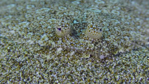 Μπουρού Ανοιχτά Μάτια Bothus Podas Βρίσκεται Αμμώδη Πυθμένα Κίνηση Των — Αρχείο Βίντεο