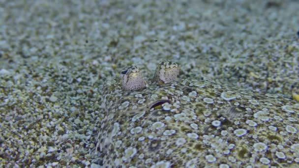 Ψάρι Ανοιχτά Μάτια Bothus Podas Βρίσκεται Αμμώδη Πυθμένα Πίσω Όψη — Αρχείο Βίντεο