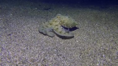 Kamera, kumlu taban boyunca hareket eden ahtapot (ahtapot vulgaris) 'u takip eder ve yiyecek aramak için dokunaçlarıyla inceler..