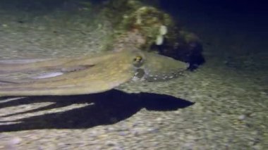 Ahtapot (Octopus vulgaris) altta yüzer, alglerle kaplanmış bir kayayı yakalamayı durdurur, sonra yavaşça çerçeveyi terk eder.