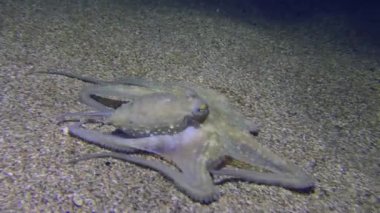Deniz yaşamı: Genel ahtapot (Octopus vulgaris) kumlu taban boyunca hareket ederek yiyecek arayışındaki dokunaçlarla engelleri hisseder.
