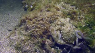 Deniz yaşamı: Yaygın ahtapot (Octopus vulgaris) yiyecek aramak için alglerle kaplanmış bir kayayı inceler.
